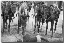 Belgian cavalry mounts at rest with their caretaker