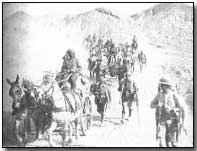 British transport mules in Mesopotamia